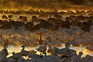 Snow Geese (Chen caerulescens) at dawn Bosque del Apache New Mexico USA winter