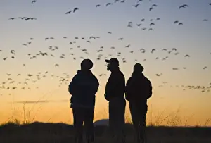 Flock Prints: Snow Geese Chen caerulescens fill the dawn sky Bosque del Apache New Mexico USA January