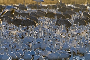 Snow Geese Chen caerulescens on roosting pond at dawn with Sandhill Cranes Bosque Snow Geese Chen caerulescens on roosting pond at dawn with Sandhill Cranes Bosque