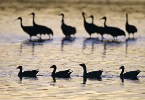 New Mexico Prints: Snow Geese Chen caerulescens and Sandhill Cranes Grus canadensis at dawn Bosque del