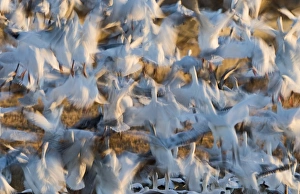 Snow Geese Chen caerulescens taking off at dawn Bosque del Apache New Mexico USA January Snow Geese Chen caerulescens taking off at dawn Bosque del Apache New Mexico USA January