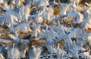Movement Prints: Snow Geese Chen caerulescens taking off at dawn Bosque del Apache New Mexico USA January
