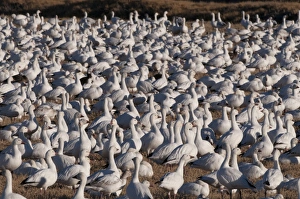 Snow Geese Chen carulescens taking flight at dawn Bosque del Apache New Mexico USA Snow Geese Chen carulescens taking flight at dawn Bosque del Apache New Mexico USA
