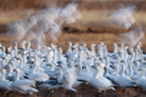 Snow Geese Chen carulescens taking flight at dawn Bosque del Apache New Mexico USA