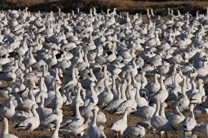 Flock Prints: Snow Geese Chen carulescens taking flight at dawn Bosque del Apache New Mexico USA