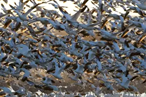Snow Geese Chen carulescens taking flight at dawn Bosque del Apache New Mexico USA