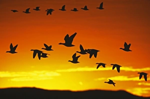 Snow Geese flying out from roost to feed at dawn, Bosque Del Apache, New Mexico, USA Snow Geese flying out from roost to feed at dawn, Bosque Del Apache, New Mexico, USA