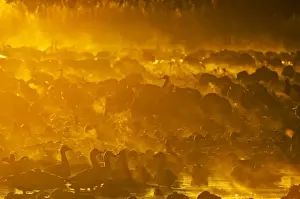 Snow Geese and Sandhill Cranes on roosting pond at sunrise Bosque del Apache New