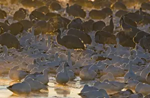 Roost Prints: Snow Geese and Sandhill Cranes on roosting pond at sunrise Bosque del Apache New