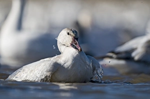Snow Goose Chen caerulescens bathing Bosque del Apache New Mexico USA January Snow Goose Chen caerulescens bathing Bosque del Apache New Mexico USA January