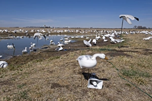Snow Goose decoys on farm near River Platte Nebraska USA April Snow Goose decoys on farm near River Platte Nebraska USA April