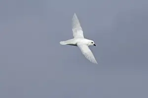 Antarctic Prints: Snow Petrel Pagodroma nivea nivea Antarctic Peninsula