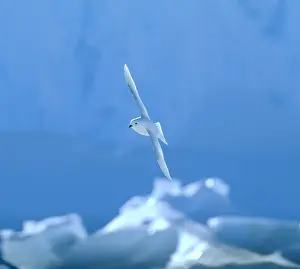 Petrel Prints: Snow Petrel Pagodroma nivea Weddell Sea Antarctica