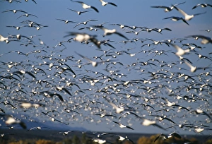 New Mexico Prints: Snow and Rosss Geese, Bosque Del Apache, New Mexico, USA, winter