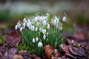Spring Prints: Snowdrops in woodland at Great Walsingham Norfolk February