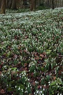 Snowdrops in woodland at Great Walsingham Norfolk February