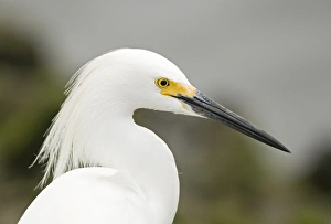 Snowy Egret Egretta thula Bolsa Chica Lagoon California April Snowy Egret Egretta thula Bolsa Chica Lagoon California April