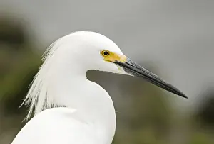 California Prints: Snowy Egret Egretta thula Bolsa Chica Lagoon California April