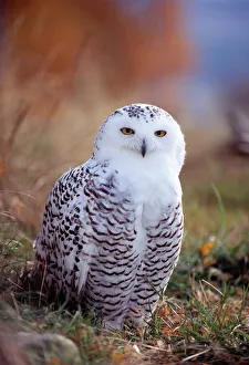 Snowy Owl, Nyctea scandiaca, Norway, September, female