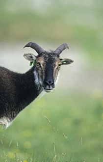 Images Dated 2008: Soay Sheep Hirta St Kilda