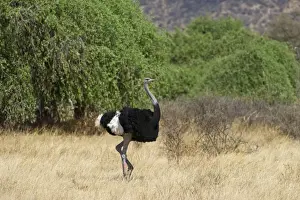 Kenya Prints: Somali Ostrich Struthio camelus molybdophanes male Samburu Kenya