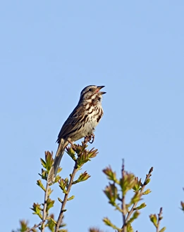 Sing Prints: Song Sparrow Cape May New Jersey USA