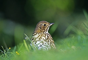 Thrush Prints: Song Thrush, Turdus philomelos, feeding on lawn, Kent, UK