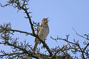 Song Thrush Turdus philomelos UK