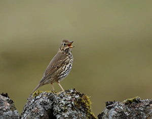 Song Thrush Turdus philomelos UK
