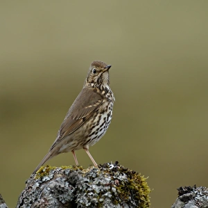 Song Thrush Turdus philomelos UK