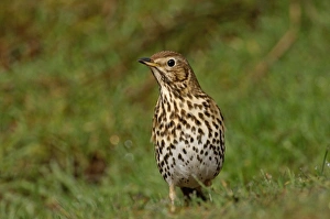 Song Thrush Turdus philomelos UK