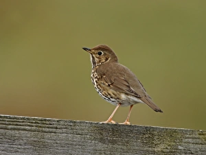 Song Thrush Turdus philomelos UK