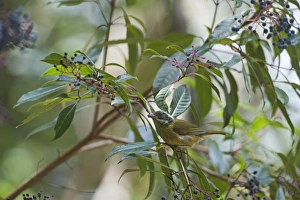 Sooty-capped Bush Tanager Chlorospingus pileatus Savegre Costa Rica Sooty-capped Bush Tanager Chlorospingus pileatus Savegre Costa Rica
