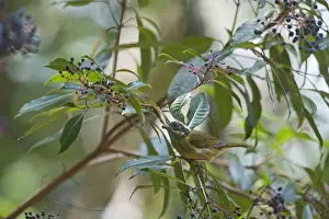 Central America Prints: Sooty-capped Bush Tanager Chlorospingus pileatus Savegre Costa Rica