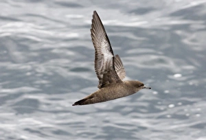Sooty Shearwater Puffinus griseus off Cape Horn Southern Ocean November Sooty Shearwater Puffinus griseus off Cape Horn Southern Ocean November