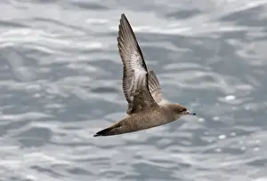 Ocean Prints: Sooty Shearwater Puffinus griseus off Cape Horn Southern Ocean November