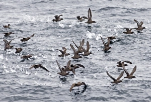Sooty Shearwaters Puffinus griseus off Cape Horn Southern Ocean November Sooty Shearwaters Puffinus griseus off Cape Horn Southern Ocean November