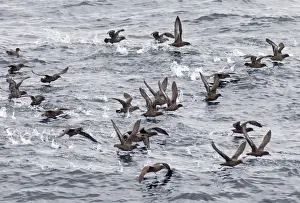 Sooty Shearwaters Puffinus griseus off Cape Horn Southern Ocean November