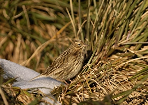 South Georgia Pipit (Anthus antarcticus) Albatross Island in Bay of Isles South Georgia South Georgia Pipit (Anthus antarcticus) Albatross Island in Bay of Isles South Georgia