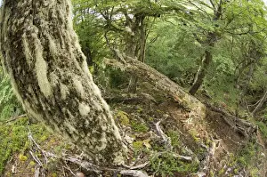 Trees Prints: Southern Beech Forest Tierra del Fuego NP Argentina