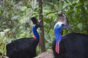 Southern Cassowary Casaurius casaurius Cassowary House Queensland Australia Southern Cassowary Casaurius casaurius Cassowary House Queensland Australia