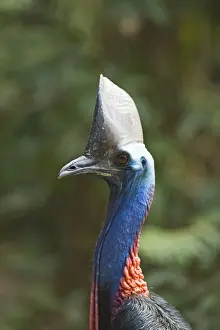 Southern Cassowary Casaurius casaurius Cassowary House Queensland Australia