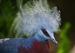 New Guinea Prints: Southern Crowned Pigeon (Goura scheepmakeri) New Guinea (captive)