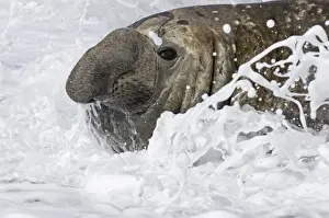 South Georgia Prints: Southern Elephant Sea Mirounga leoninabeachmaster lying in the surf Gold Harbour