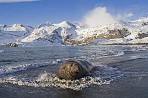 Southern Elephant Seal bull Mirounga leonina on beach at Gold Harbour South Georgia Southern Elephant Seal bull Mirounga leonina on beach at Gold Harbour South Georgia