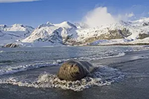 South Georgia Prints: Southern Elephant Seal bull Mirounga leonina on beach at Gold Harbour South Georgia