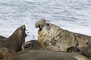 Southern Elephant Seal Mirounga leonina beachmaster bellowing to warn rival males Southern Elephant Seal Mirounga leonina beachmaster bellowing to warn rival males