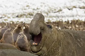 Southern Elephant Seal Mirounga leonina beachmaster bellowing to warn rival males