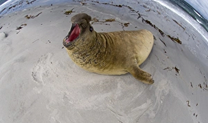 Southern Elephant Seal Mirounga leonina bull (beachmaster) exerting his authoity Southern Elephant Seal Mirounga leonina bull (beachmaster) exerting his authoity
