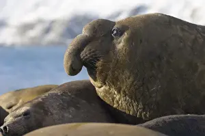 Southern Elephant Seal mirounga leonina bull (beachmaster) on beach at Gold Harbour